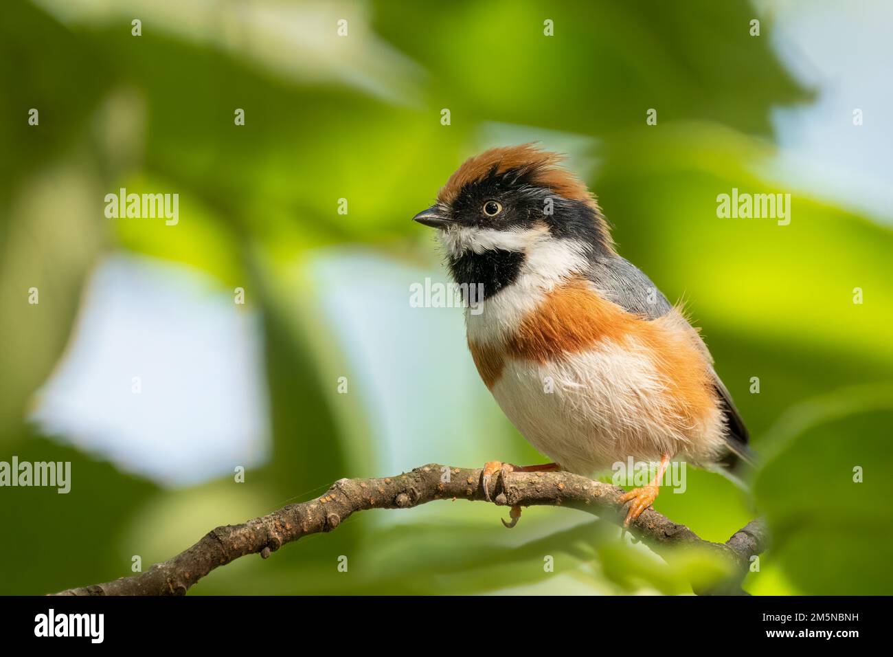 Cerca de un arbusto de garganta negra (aegithalos concinnus) de pie o sentado en una rama con fondo verde durante el verano Foto de stock