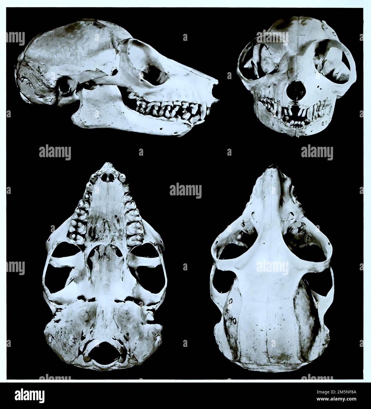 Schädelknochen, Forschung, Evolution, Forschungsstück, Gewöhnlicher ...