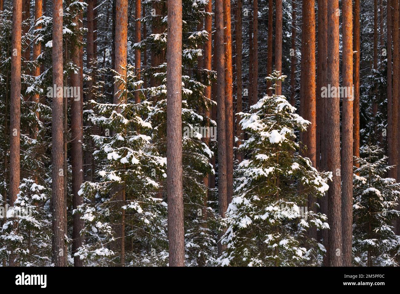 Bosque de pinos de coníferas nevadas durante una hermosa puesta de sol en Estonia, norte de Europa Foto de stock