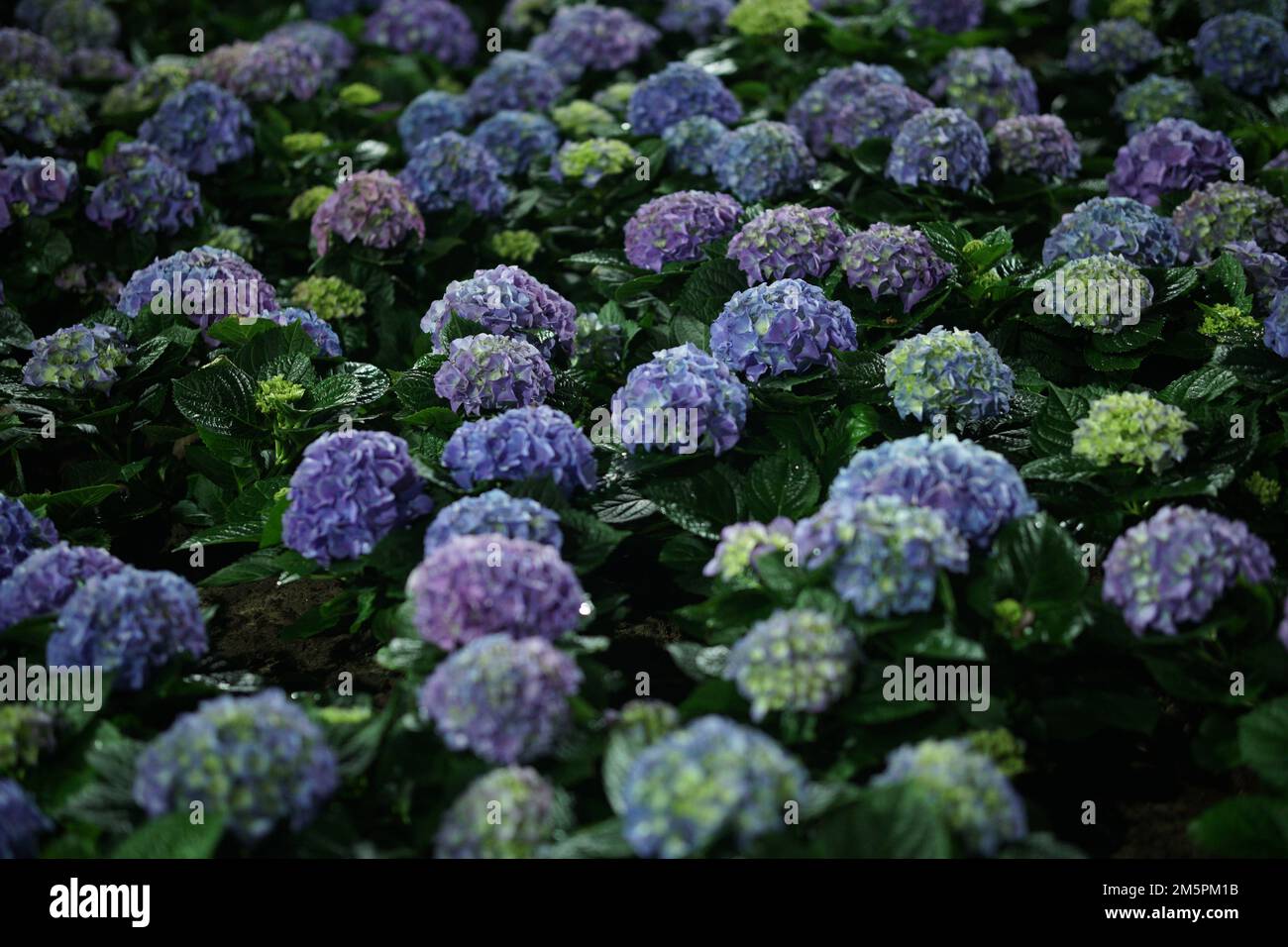 horticultura floreciente del jardín del campo de la flor de la hortensia en la noche Foto de stock