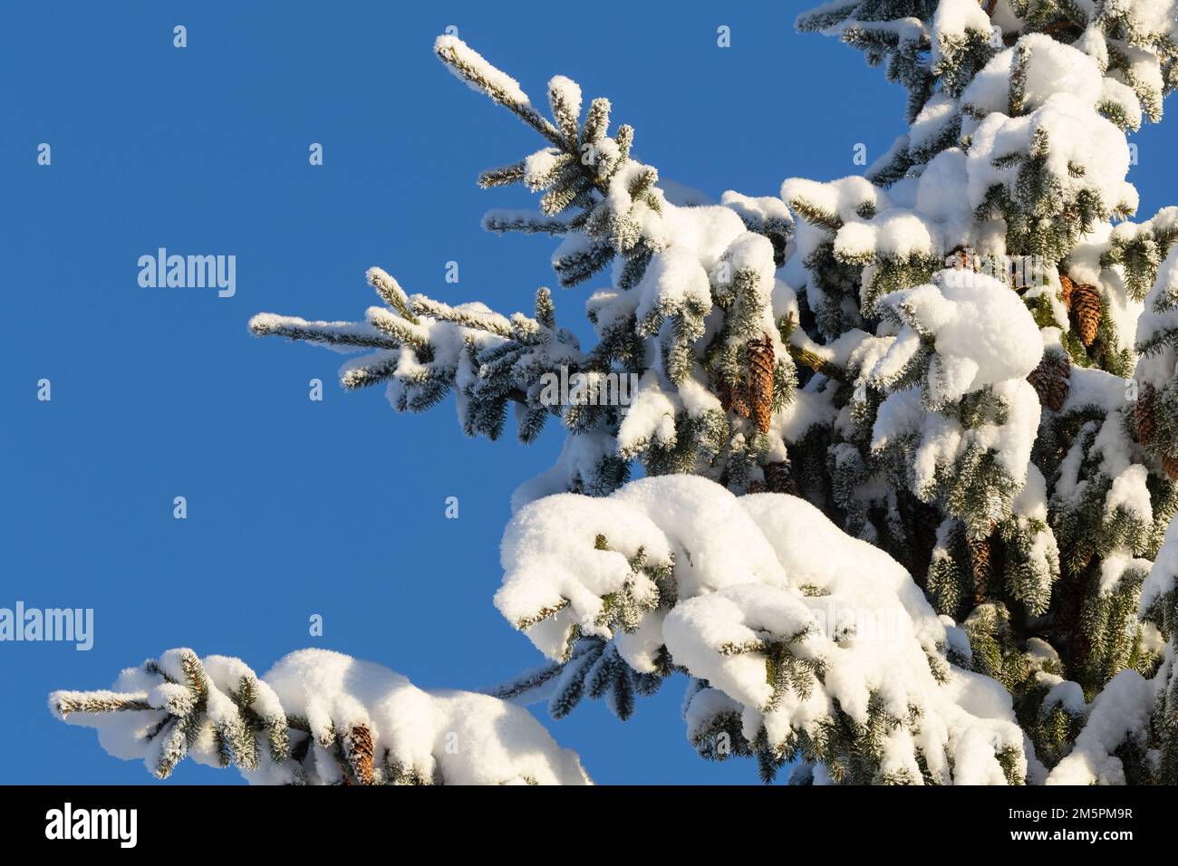 Conos de abeto colgando de una rama nevada y helada en un día frío de invierno en Estonia, norte de Europa Foto de stock