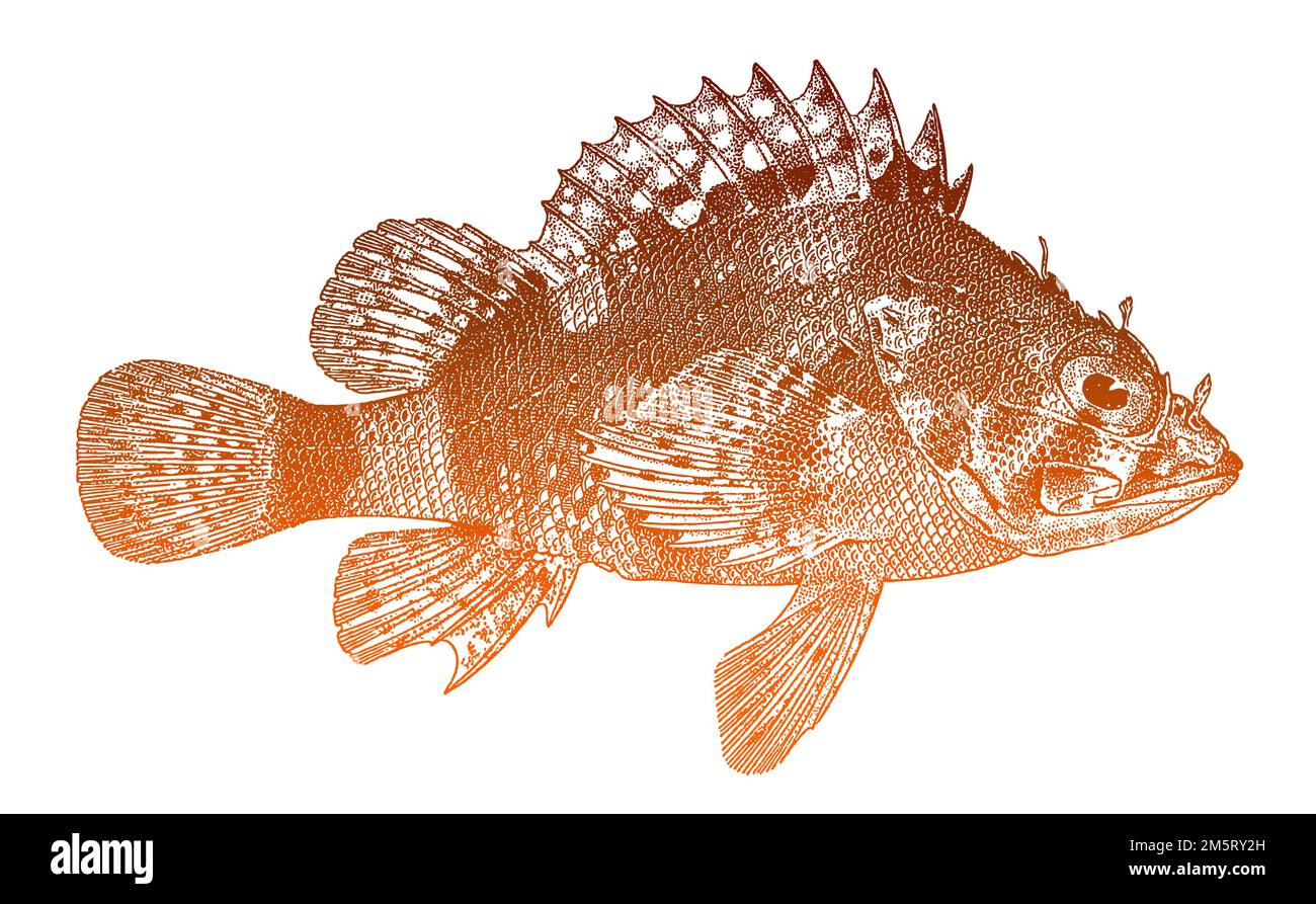 Cheekspot scorpionfish scorpaenodes evides, peces marinos venenosos en vista lateral Ilustración del Vector
