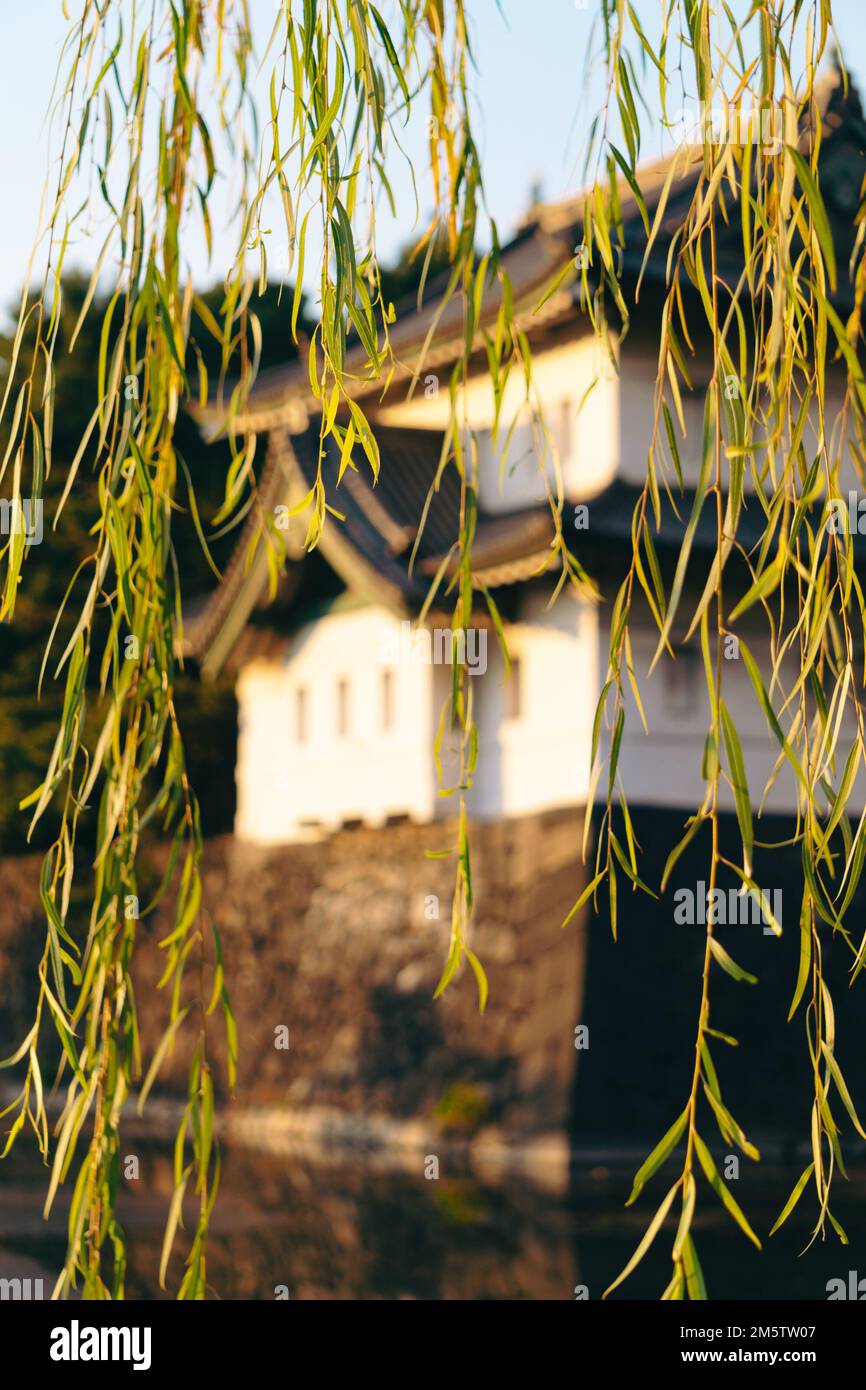 hojas de árbol de sauce con el castillo imperial de edo en el fondo Foto de stock