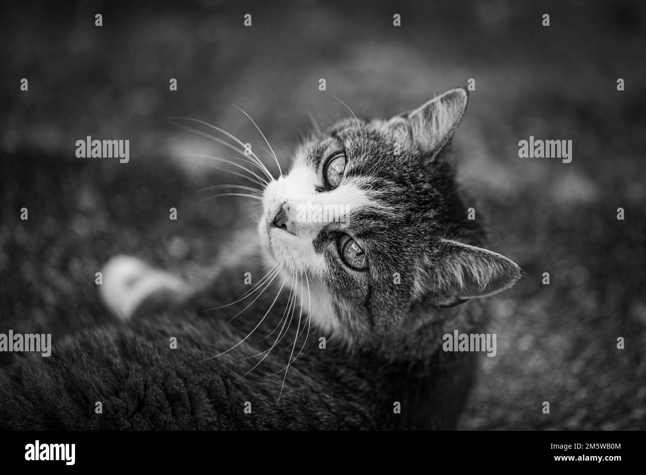 Felidae europeos de pelo corto (Felis catus), pelaje de caballa, mirando a la cámara, Baja Austria, Austria Foto de stock