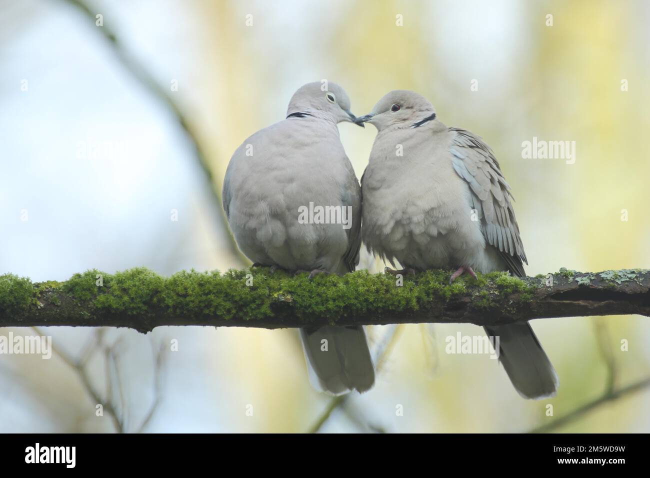 Un par de paloma de cuello eurasiático (Streptopelia decaocto) durante el cortejo en el juego de amor, emoción, abrazo, abrazo, afecto, cercanía Foto de stock