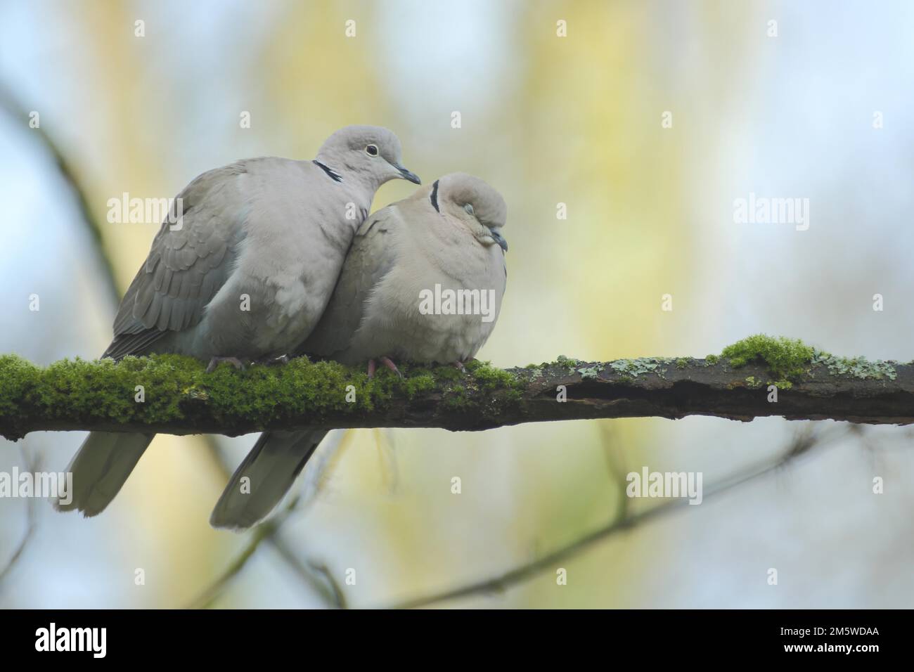 Un par de paloma de cuello eurasiático (Streptopelia decaocto) durante la exhibición del cortejo, emoción, abrazo, abrazo, afecto, cercanía, relación Foto de stock