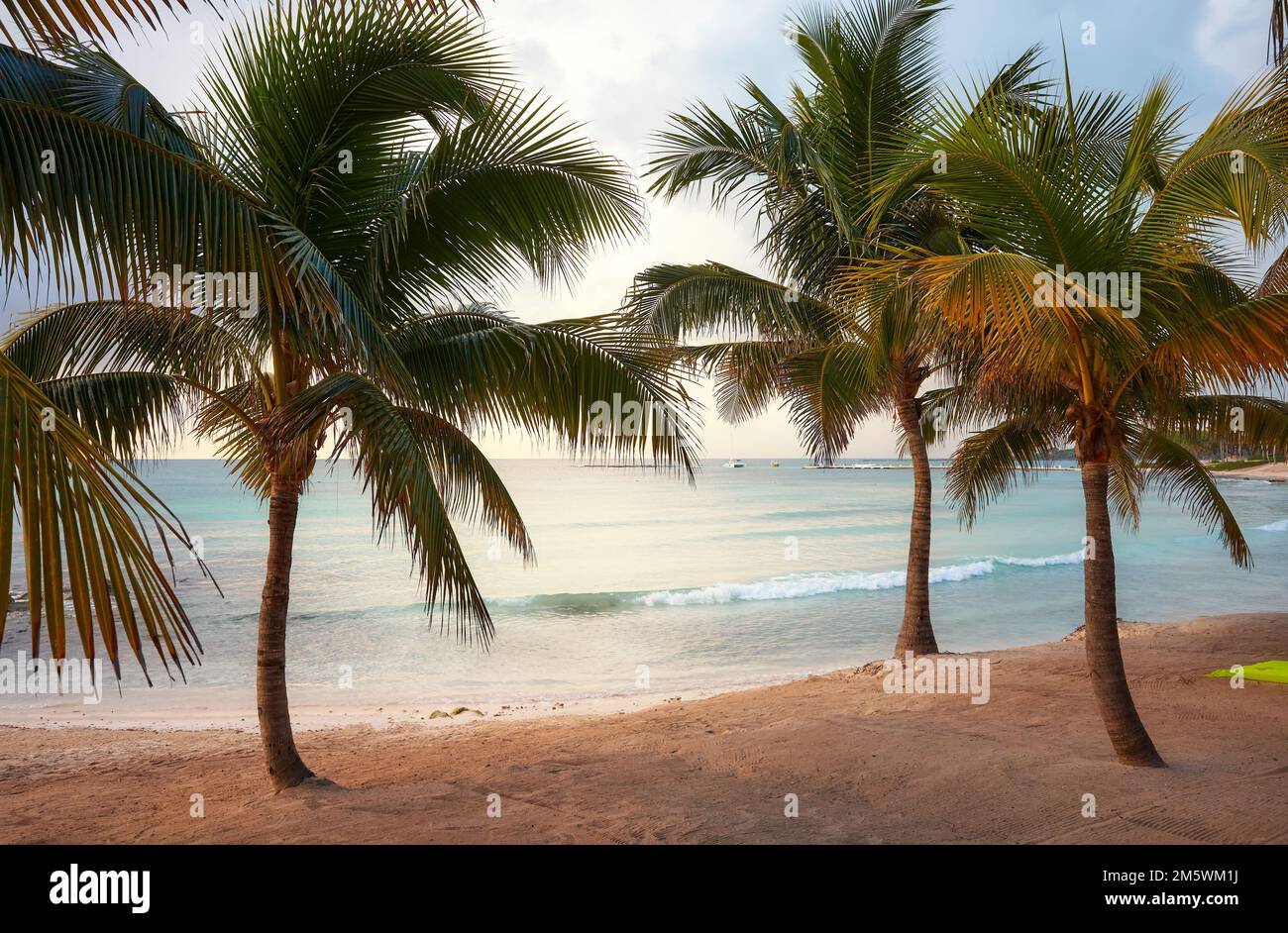 Playa tropical de la costa caribeña de México con palmeras de coco. Foto de stock
