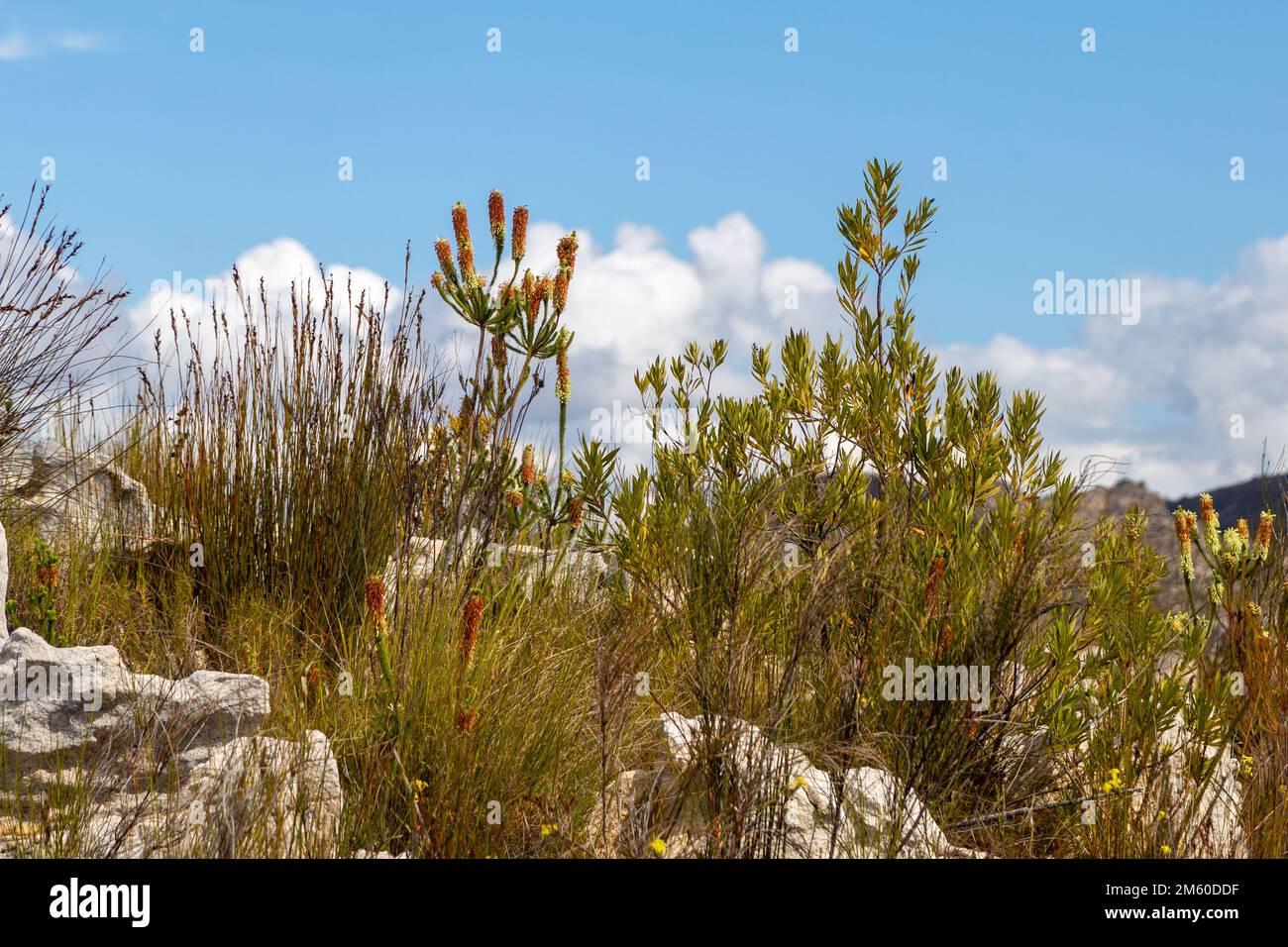 Algunos arbustos en las montañas del Cabo Occidental en Sudáfrica Foto de stock