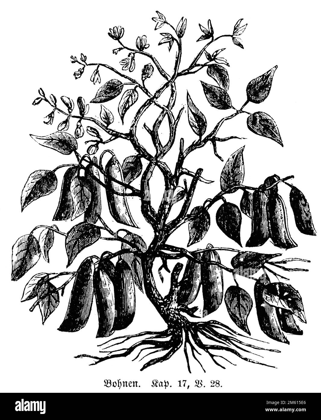 Planta de frijoles, Biblia, Antiguo Testamento, Segundo Libro de Samuel, Capítulo 17, versículo 28, ilustración histórica 1850 Foto de stock