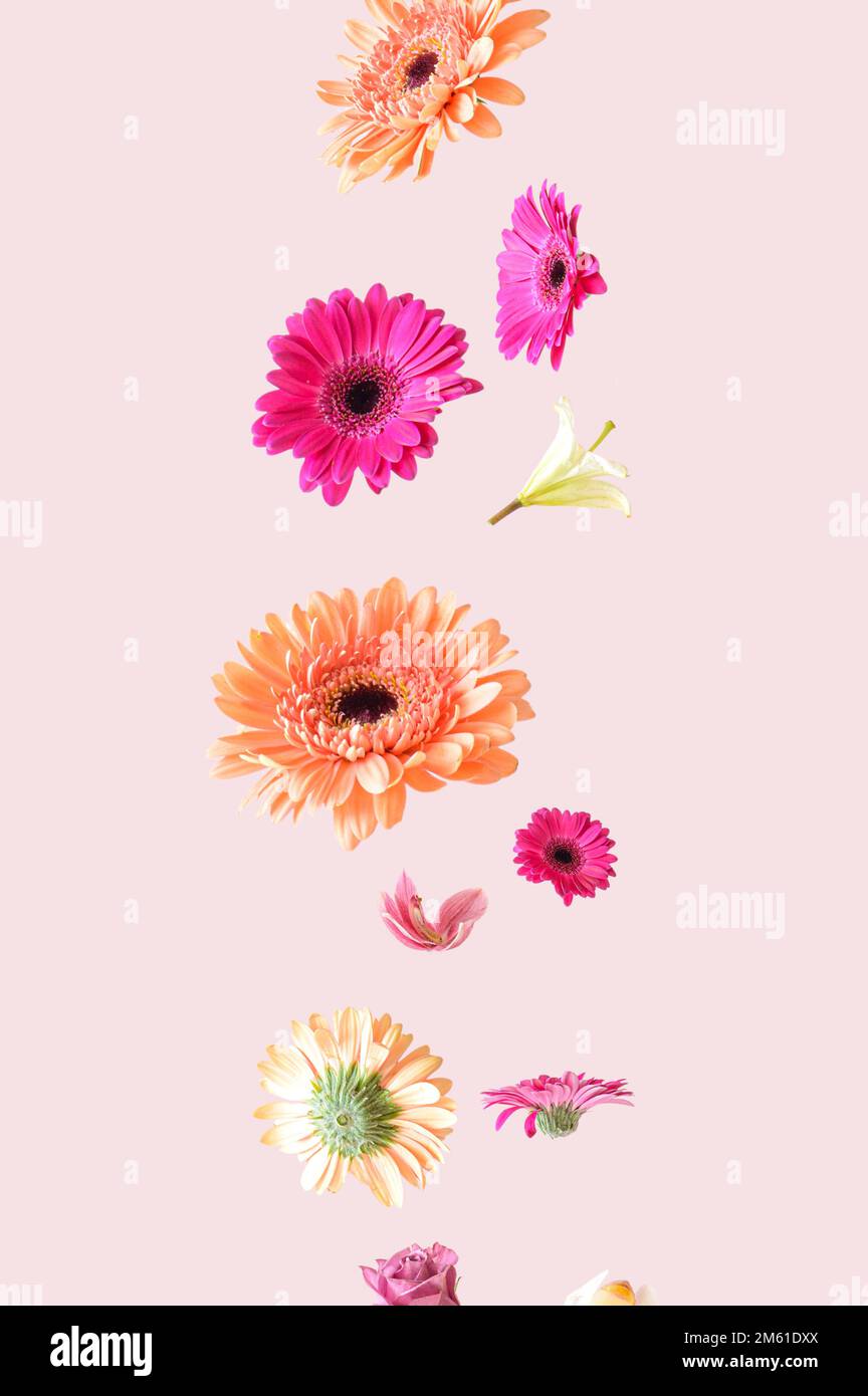 Flores de primavera coloridas flotando en el aire sobre un fondo rosa. Diseño estético de flores surrealistas. Foto de stock