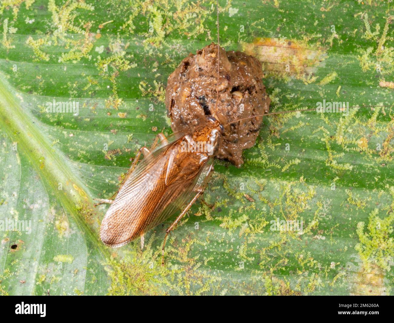 Cucaracha de madera (Familia Ectobiidae) alimentándose de un murciélago cayendo en el sotobosque de la selva tropical por la noche, provincia de Orellana, Ecuador Foto de stock