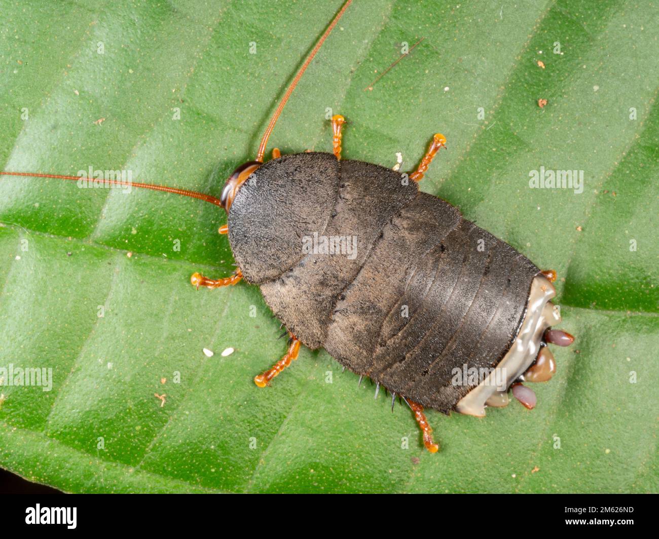 Ninfa de cucaracha, Megaloblatta sp. En el sotobosque de la selva, provincia de Orellana, Ecuador Foto de stock