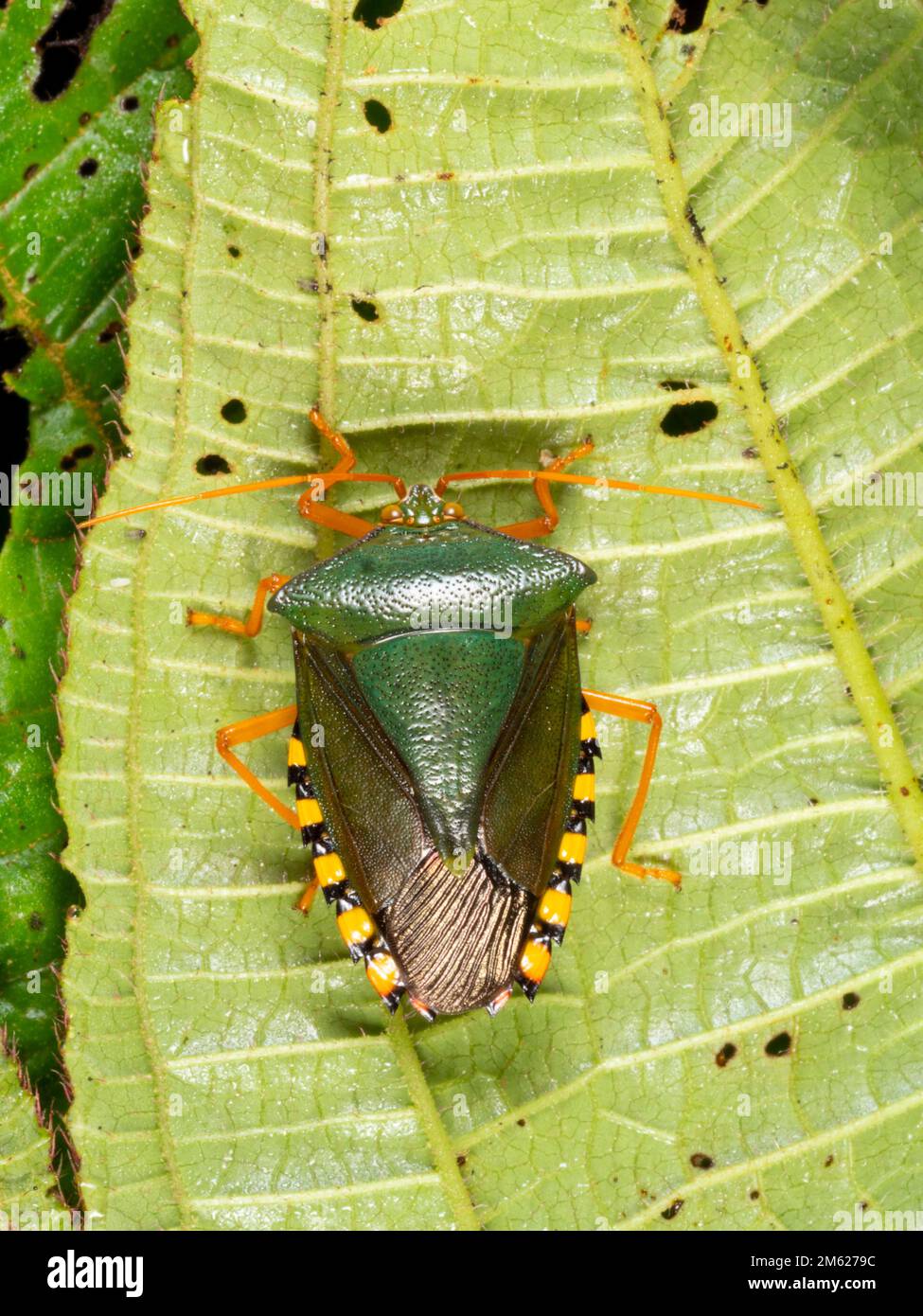 Apestoso Bug (Familia Pentatomidae) en la parte inferior de una hoja de sotobosque, provincia de Orellana, Ecuador Foto de stock