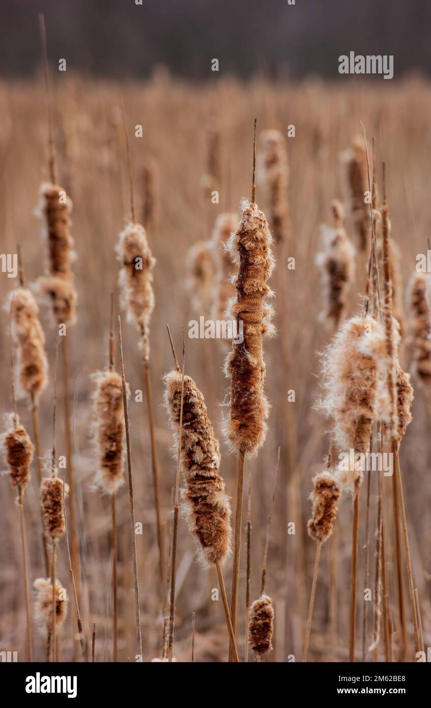 Cola común (Typha latifolia) - plantas en invierno, dispersando sus semillas. Reserva Cutler Park, Needham, Massachusetts, EE.UU. Foto de stock