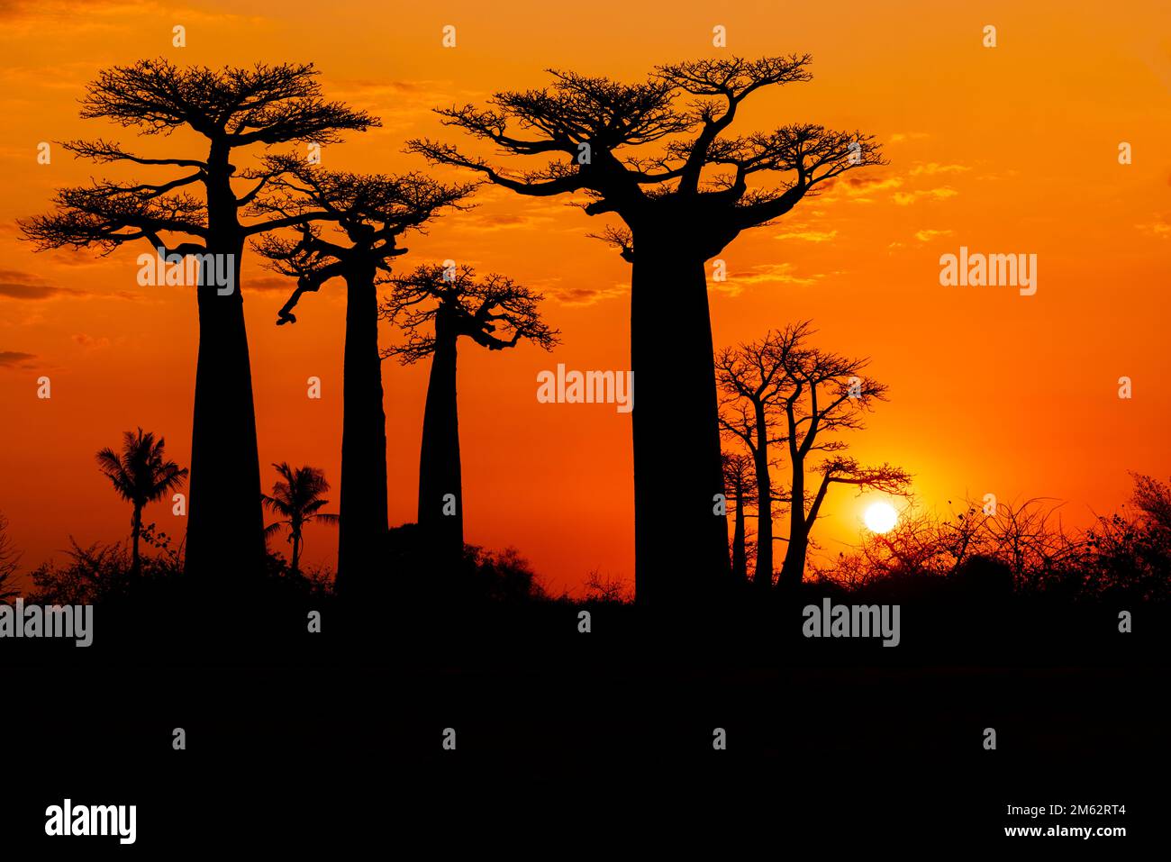 Puesta de sol en la avenida de los baobabs en Morondava, Madagascar, África Foto de stock