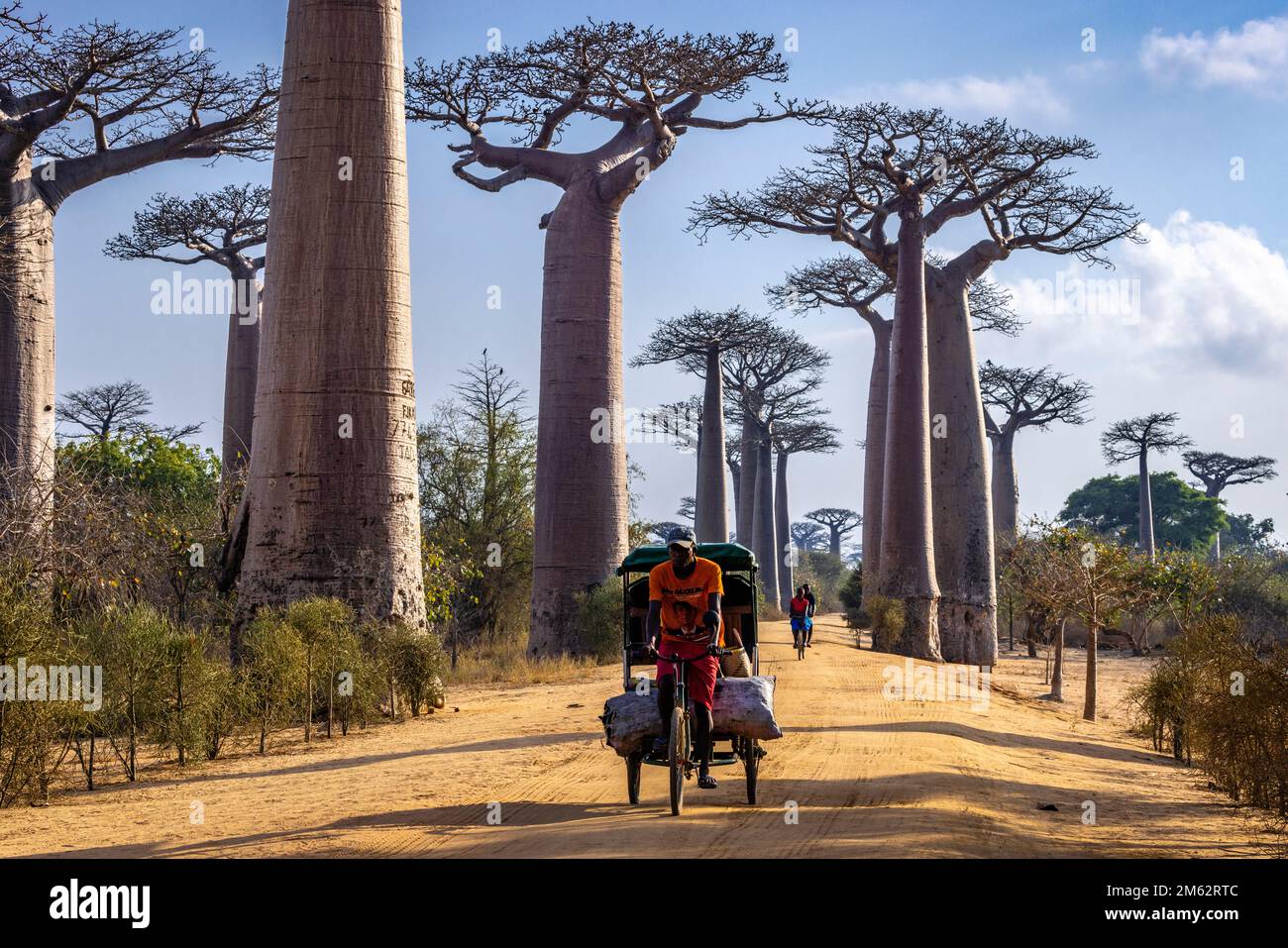 Vida de pueblo a lo largo de la avenida de los baobabs en Morondava, Madagascar, África Foto de stock