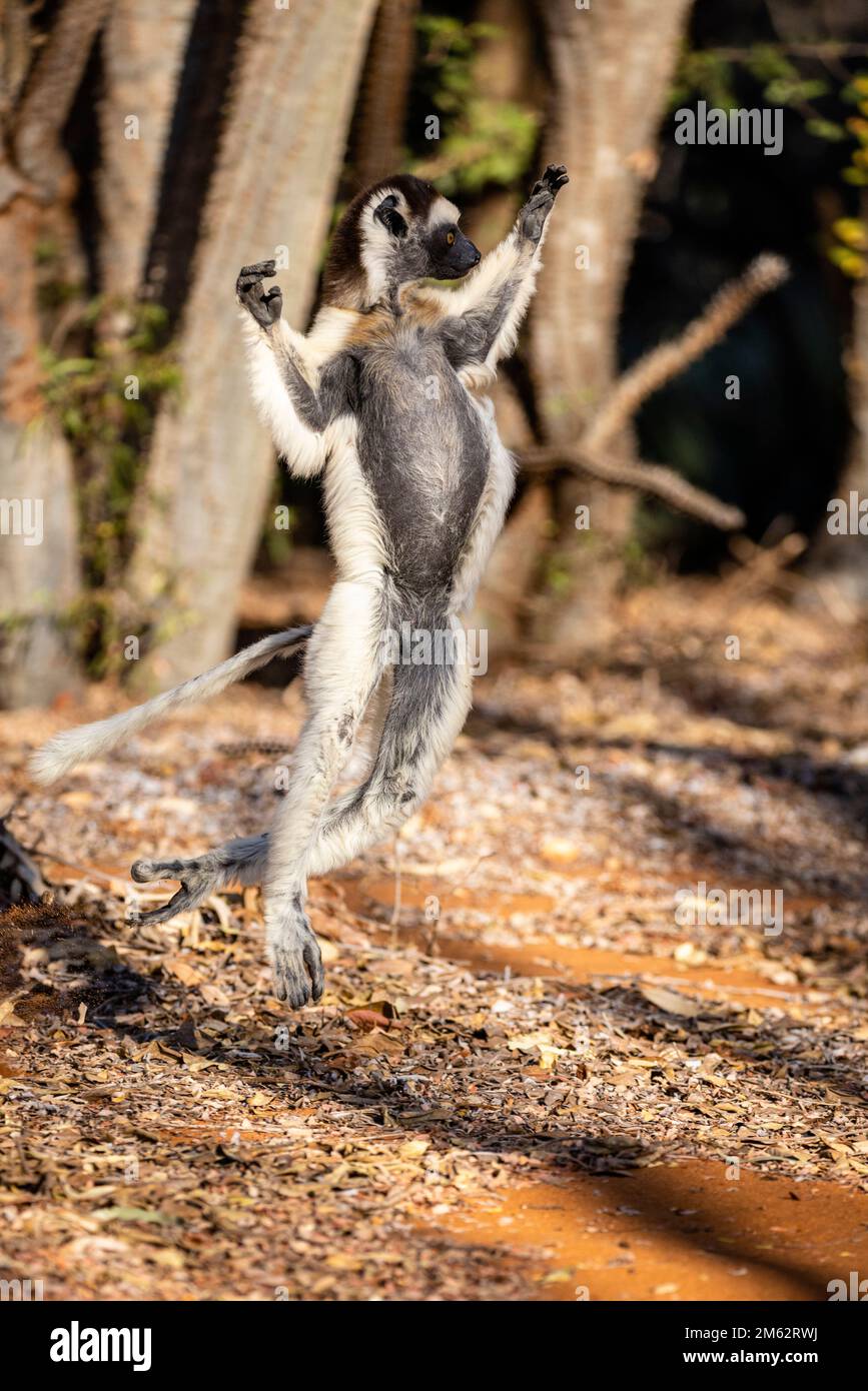El lémur Sifaka de Verreaux bailando en la Reserva Berenty, bosque de Malaza en el valle de Mandrare, Madagascar, África Foto de stock