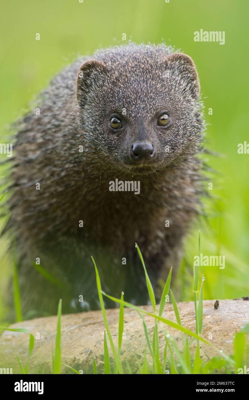 Mangosta egipcia fotografías e imágenes de alta resolución Alamy