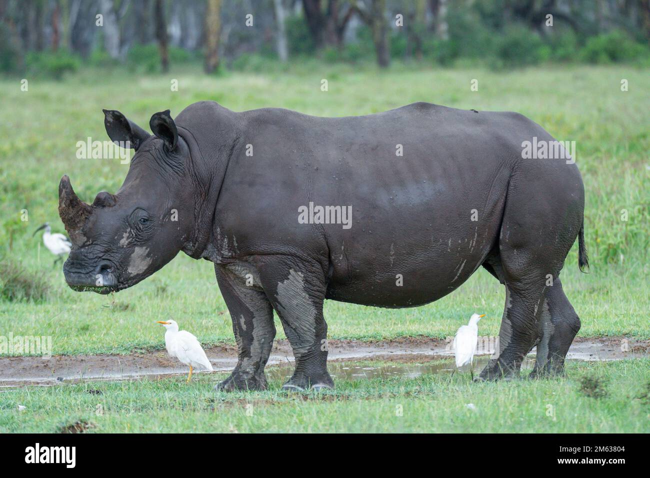 Rinoceronte blanco pastando en el campo con aves en el día de verano en la naturaleza Foto de stock