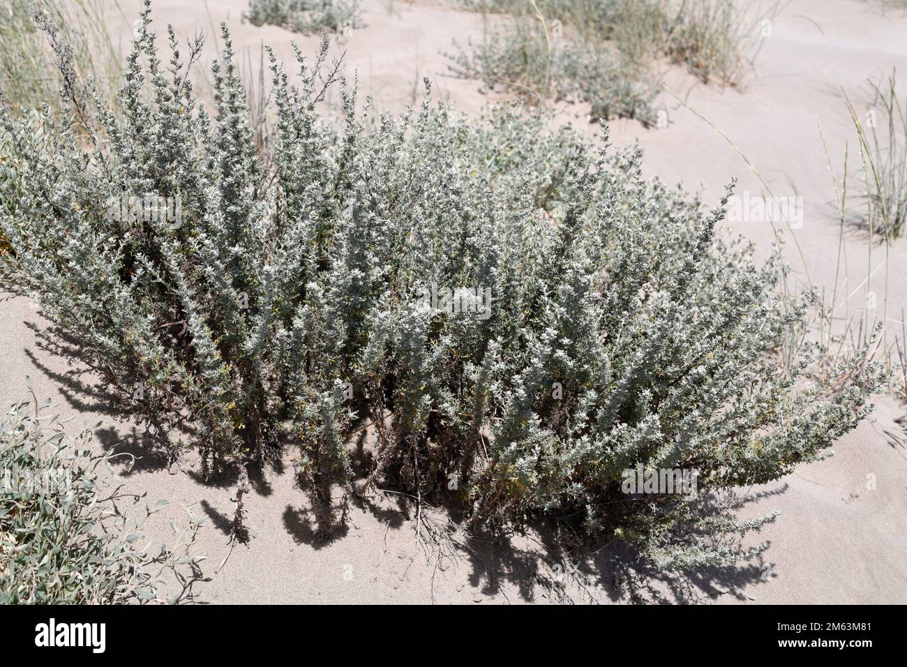 Artemisia caerulescens gallica o Artemisia gallica es una planta perenne nativa de las costas mediterráneas. Esta foto fue tomada en Delta de l'Ebre Foto de stock