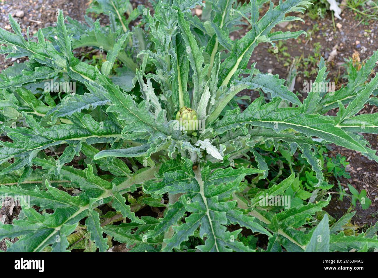 La alcachofa del globo (Cynara scolymus o Cynara cardunculus scolymus) es una planta perenne cultivada para nuestros cogollos de flores comestibles. Esta foto fue tomada Foto de stock
