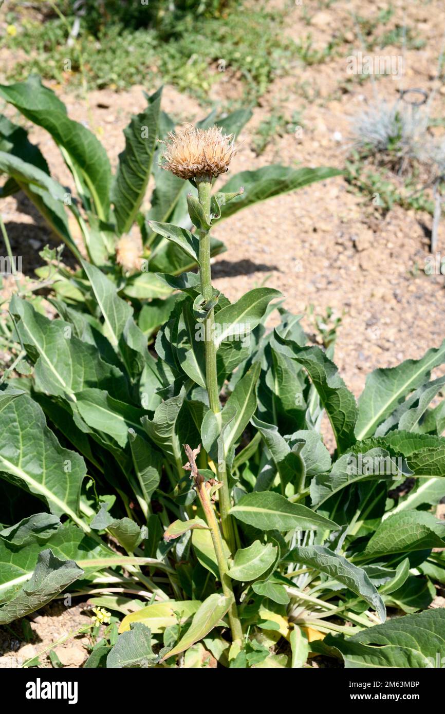La raíz de Maral (Rhaponticum serratuloides) es una hierba medicinal perenne nativa de Europa oriental y Asia occidental. Foto de stock
