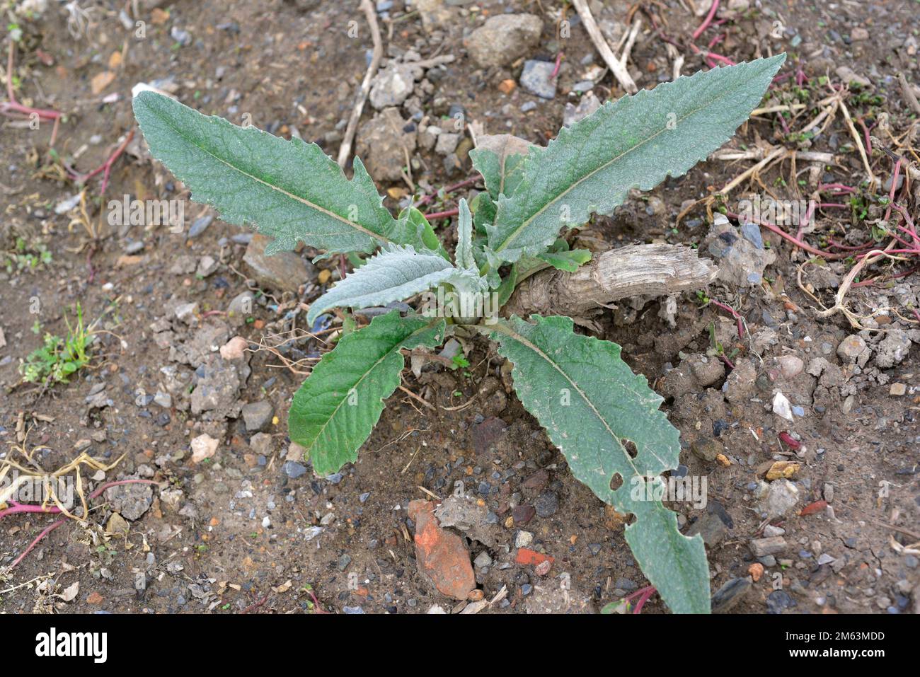 Alcachofa globo de Regrowthing (Cynara scolymus o Cynara cardunculus scolymus). La alcachofa Globe es una planta perenne cultivada para nuestra flor comestible Foto de stock