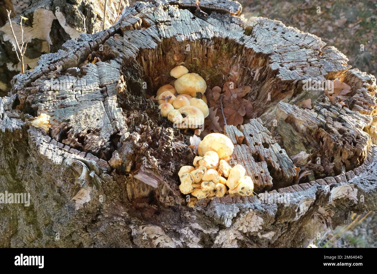 Pilzgruppe im abgestorbenen Baumstumpf Foto de stock