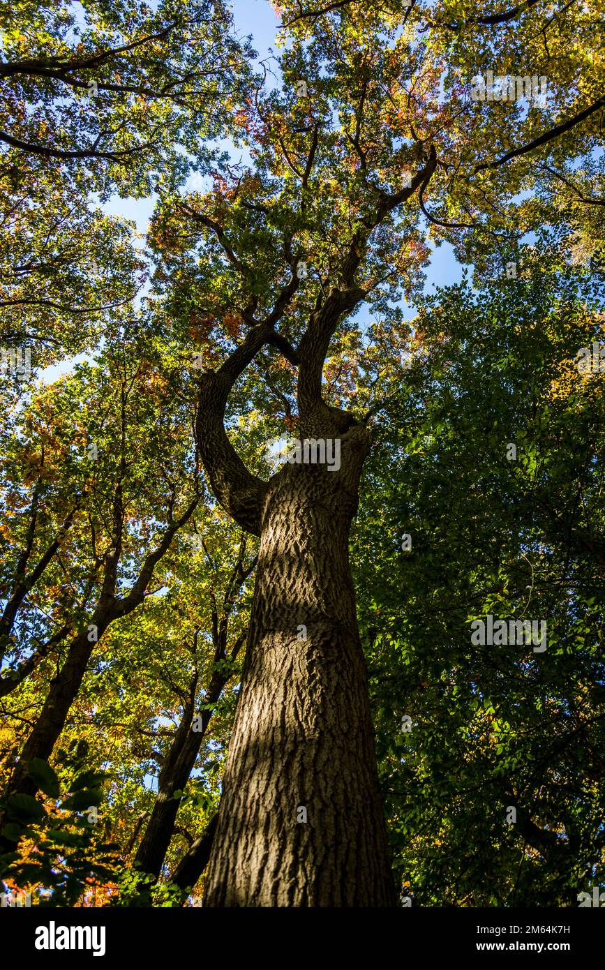 Roble escarlata, Cuercus coccinea, Beech family, Native flora garden, Brooklyn Botanic Garden, Fundada en 1910, Nueva York, Estados Unidos Foto de stock