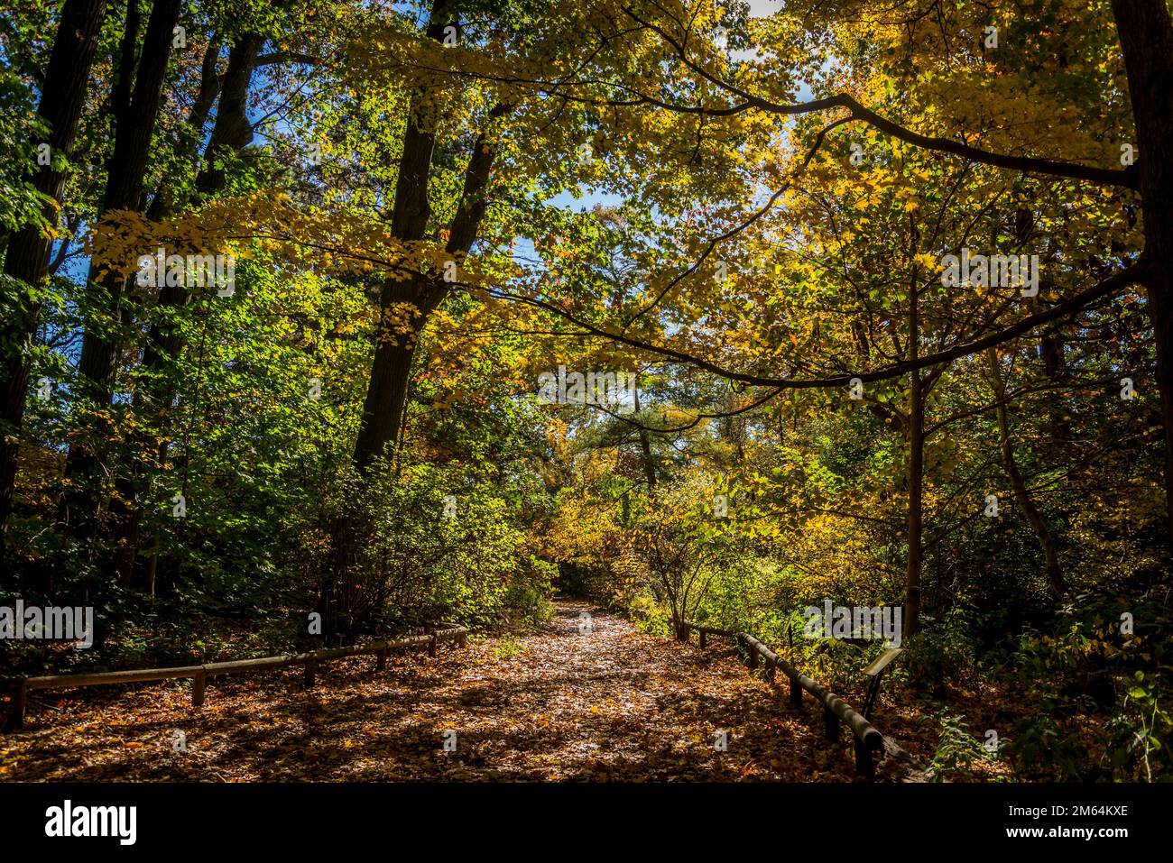 Bosque decidioso oriental, jardín de flora nativa, jardín botánico de Brooklyn, fundado en 1910, ciudad de Nueva York, EE.UU Foto de stock