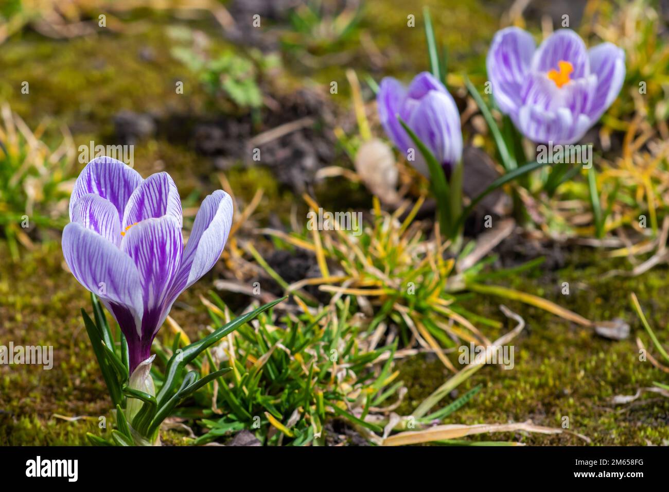 Flores de crocus azul púrpura en un jardín. Flores típicas de primavera en  jardines. Coloridas plantas de crocus bajo el sol al aire libre. Primer  plano de crocus púrpura f Fotografía de