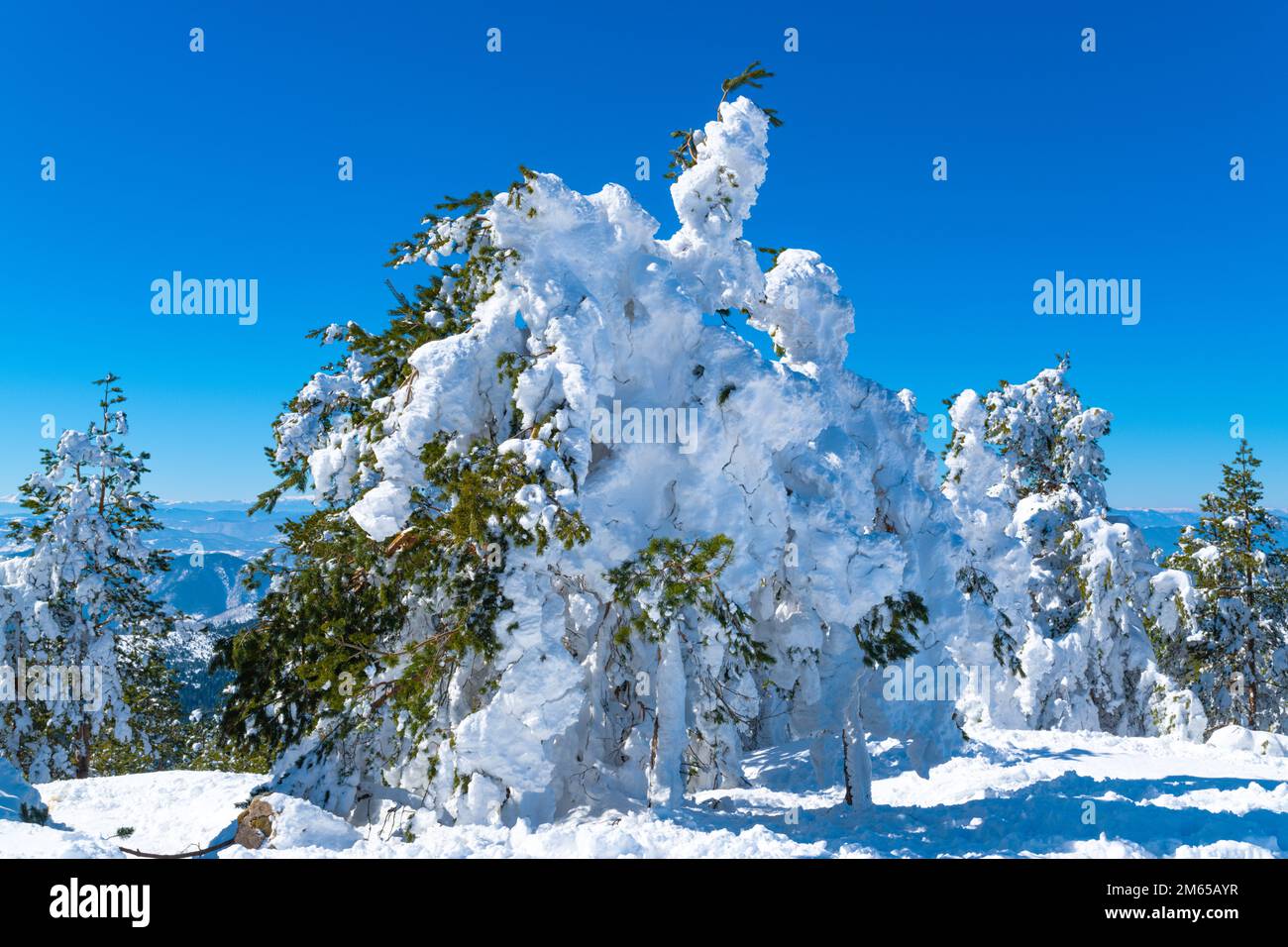 Abeto de coníferas cubierto de nieve en invierno en la montaña Zlatibor en un día soleado Foto de stock