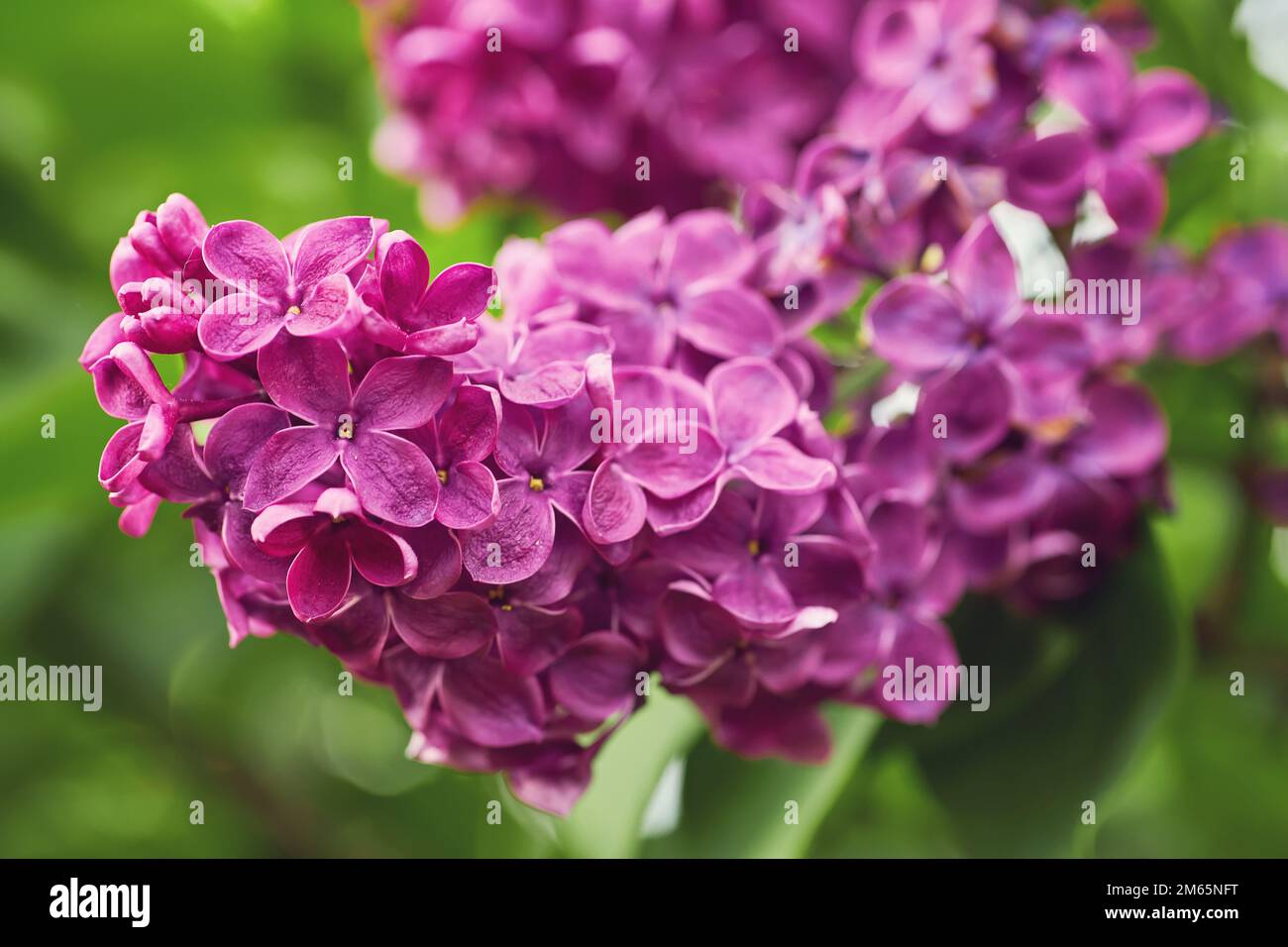 Hermosas flores lilas con enfoque selectivo. Flor lila púrpura con hojas  verdes borrosas. Flor de primavera. Florece el arbusto lila con un flujo  tierno y diminuto Fotografía de stock - Alamy