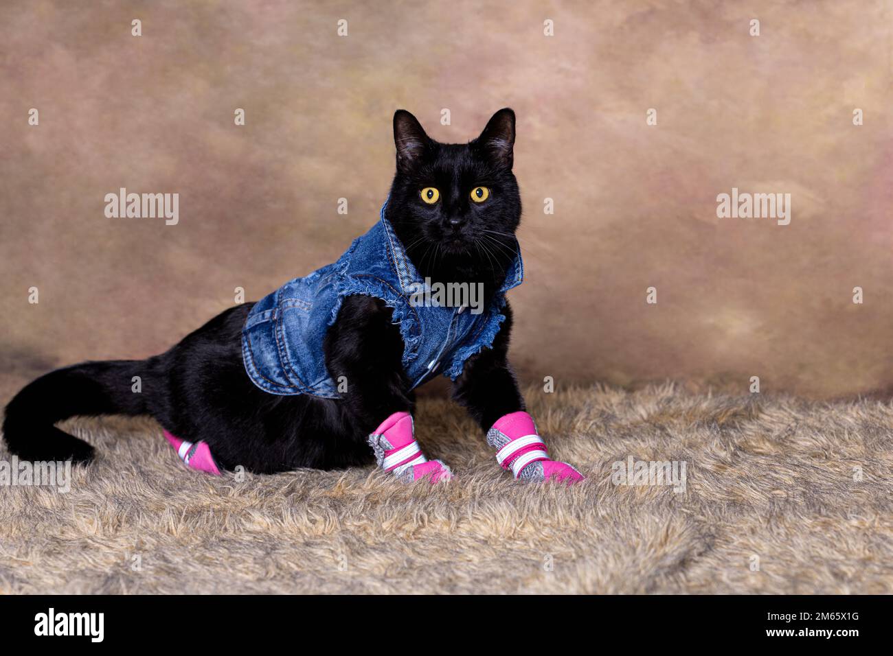 Gato negro en chaqueta de jean azul posado como un modelo de moda Foto de stock