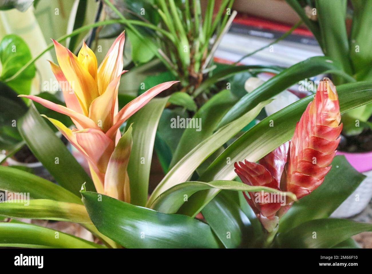 Hermosa flor colorida guzmania lingulata del género bromelia Fotografía de  stock - Alamy