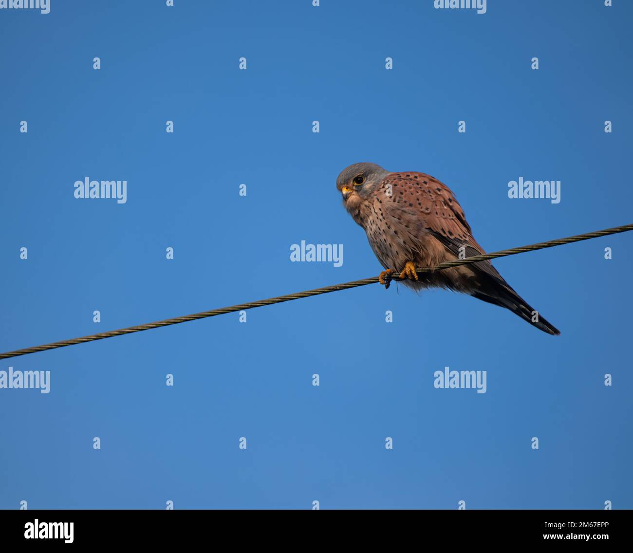 Eurasian Kestrel, Falco tinnunculus perche en un cable aéreo que escanea el suelo en busca de presas en North Norfolk, Reino Unido Foto de stock