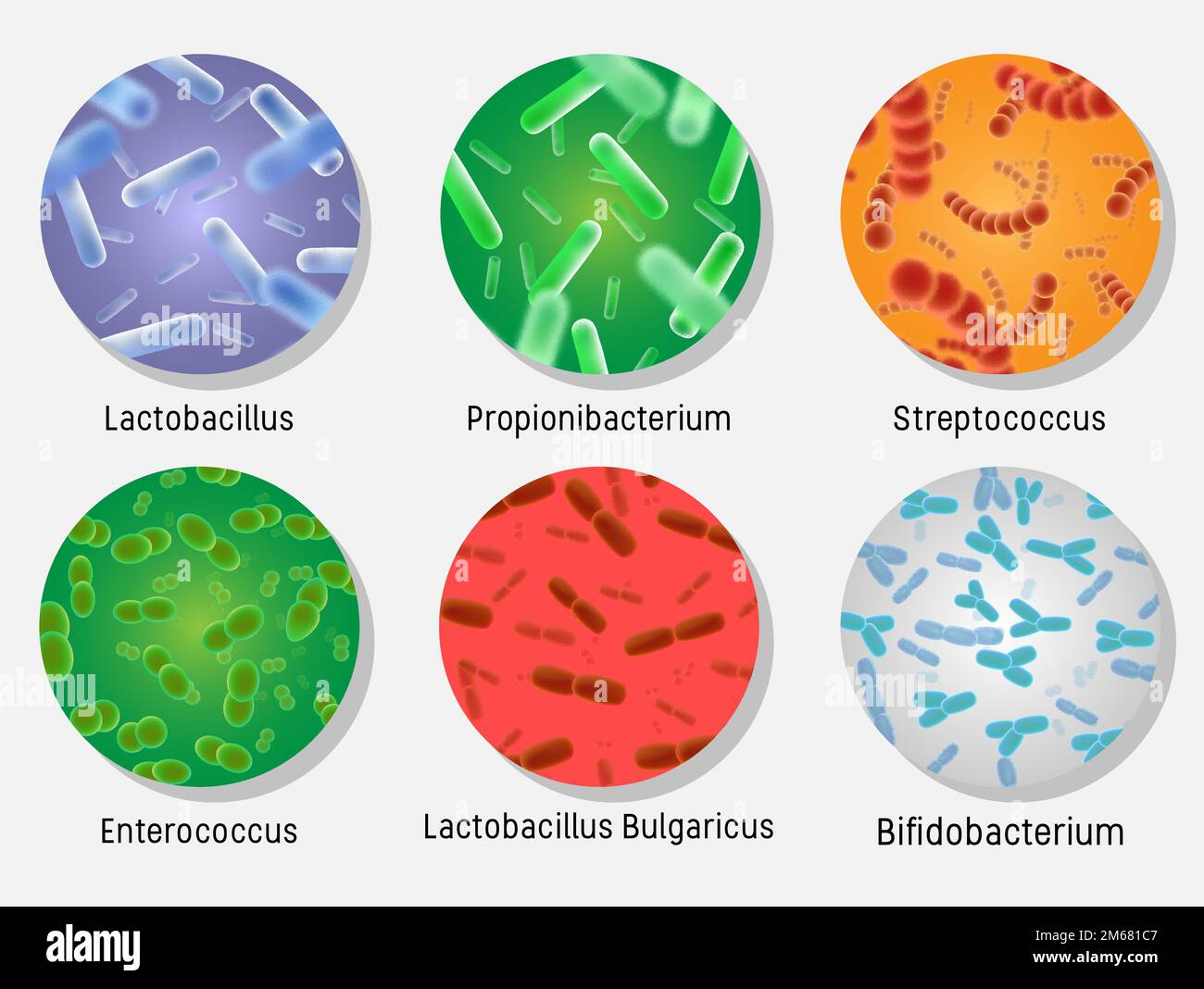 Lactobacillus Bulgaricus Stock Photo Hot Sex Picture