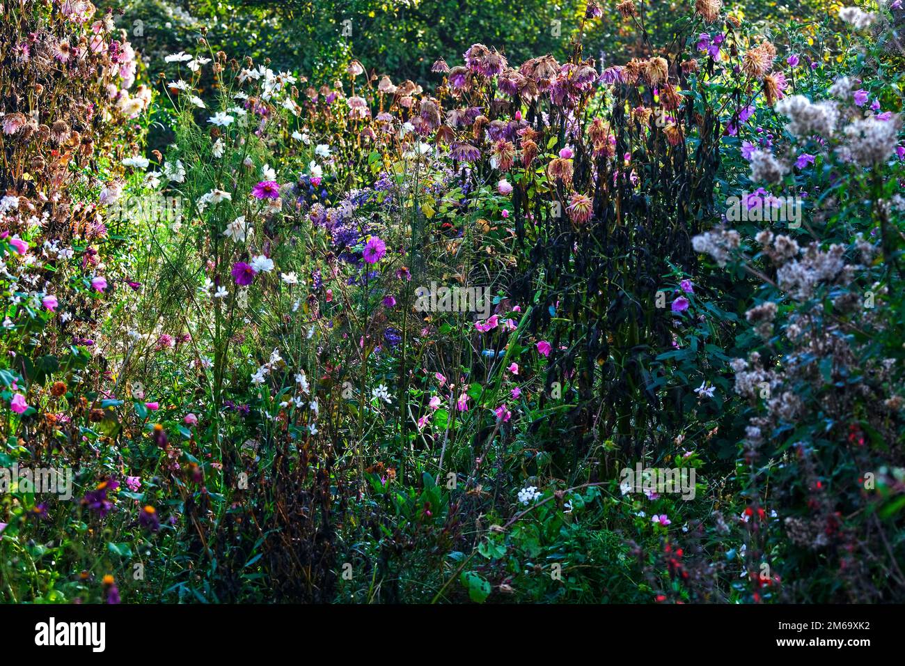 El jardín de Monet, Giverny, Normandía, Francia Foto de stock
