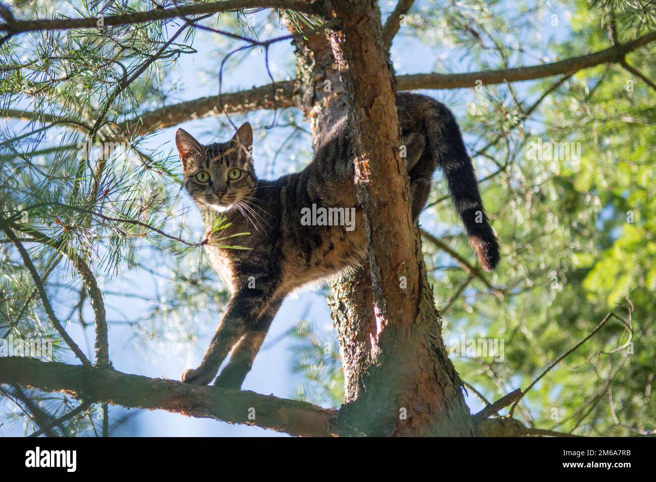 Gato tabby gris de pie en lo alto de un pino, mirando a la cámara Foto de stock