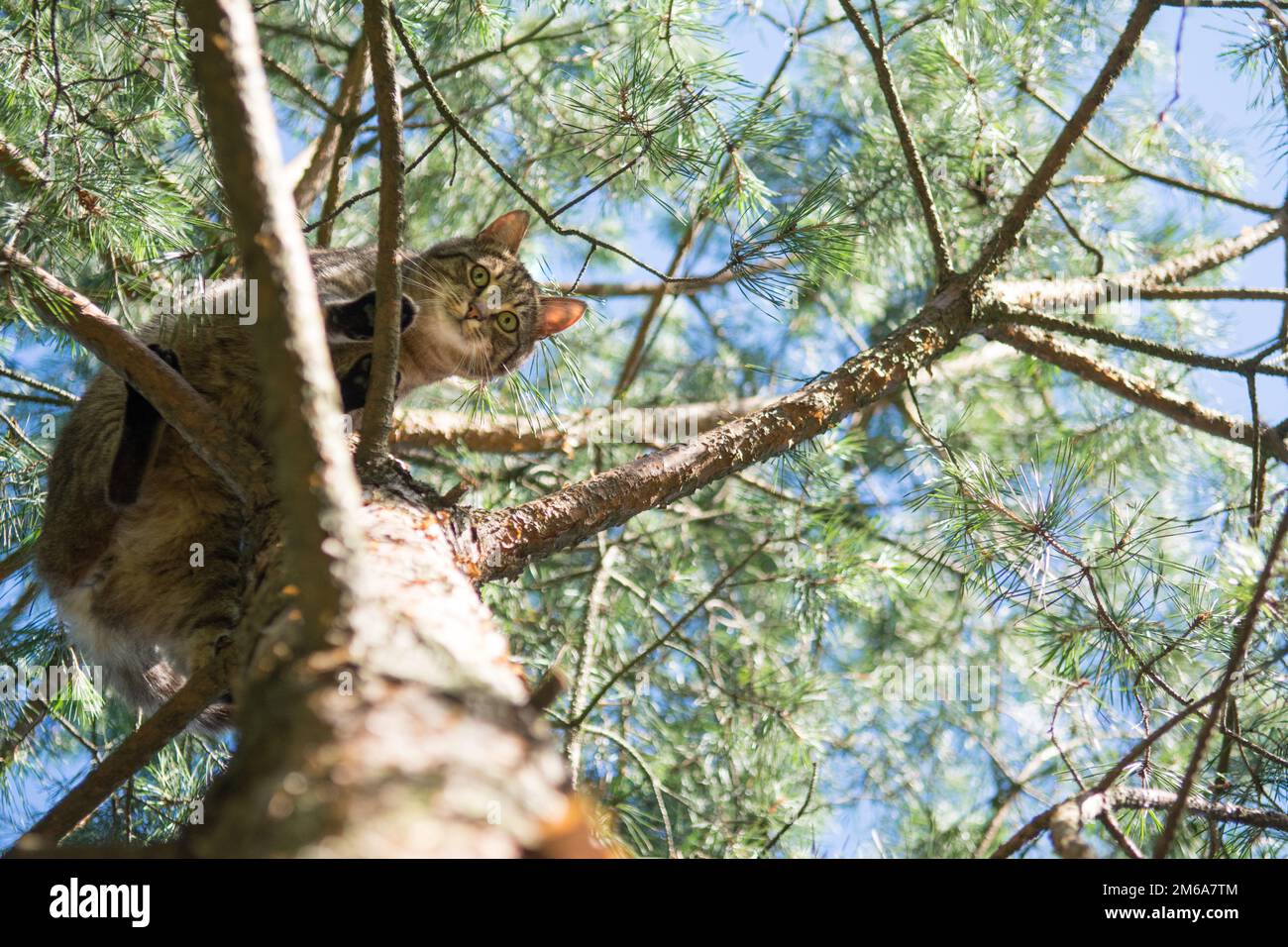 Gato gris tabby de pie alto en las ramas de un pino, mirando hacia abajo en la cámara Foto de stock