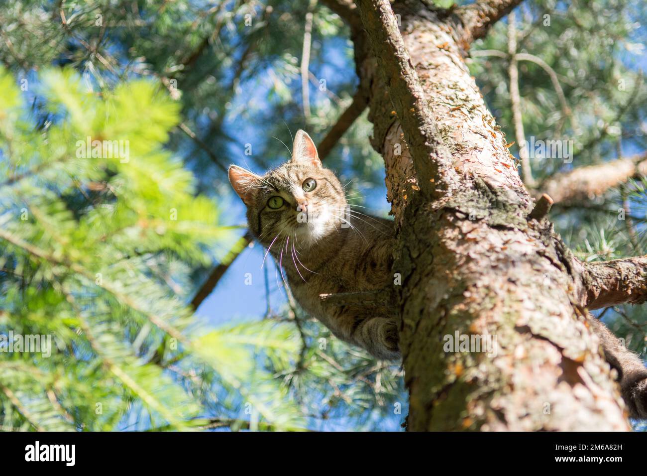 Gato tabby gris de pie alto en un pino, mirando hacia abajo a la cámara Foto de stock