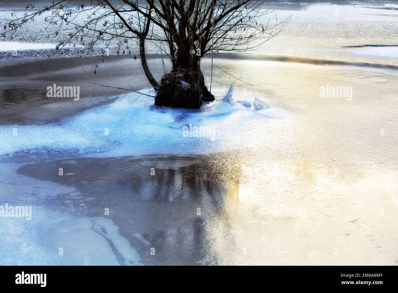 Árbol en el hielo, Dreisbach, Saarland, Alemania Foto de stock