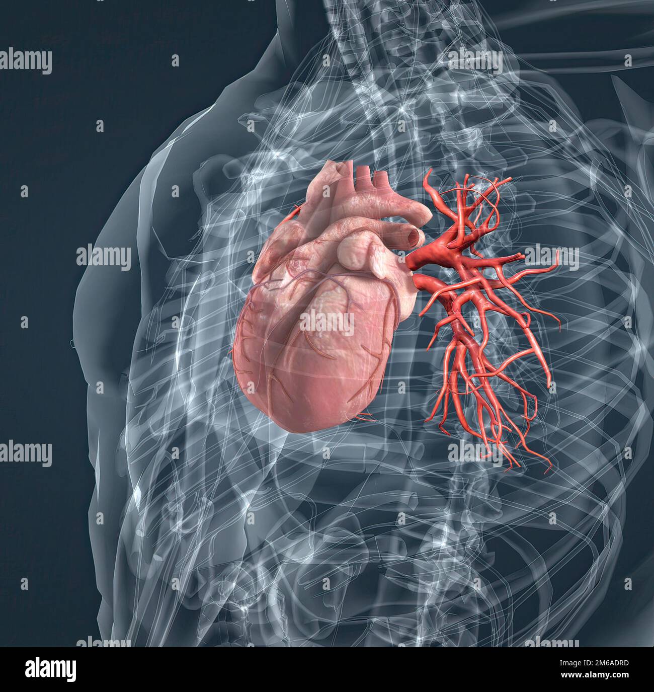 Los vasos sanguíneos de la circulación pulmonar son las arterias pulmonares  y las venas pulmonares. 3d ilustración Fotografía de stock - Alamy