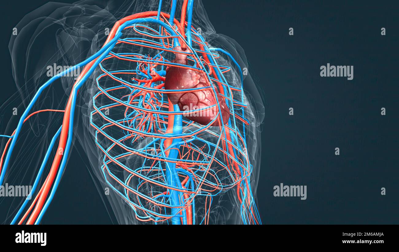 El sistema circulatorio o sistema cardiovascular es el sistema de