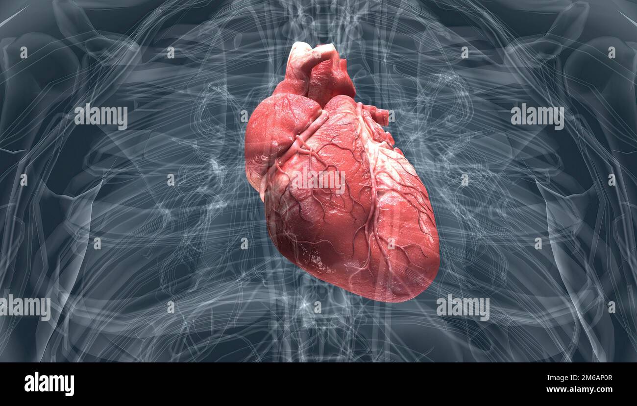 El corazón bombea sangre a través de los vasos sanguíneos del sistema circulatorio 3D