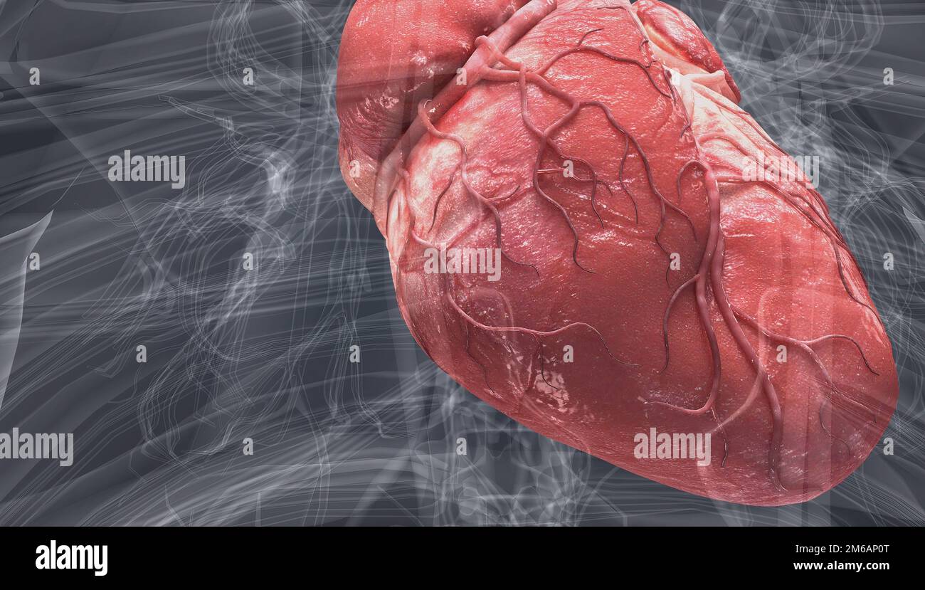 El corazón bombea sangre a través de los vasos sanguíneos del sistema circulatorio 3D