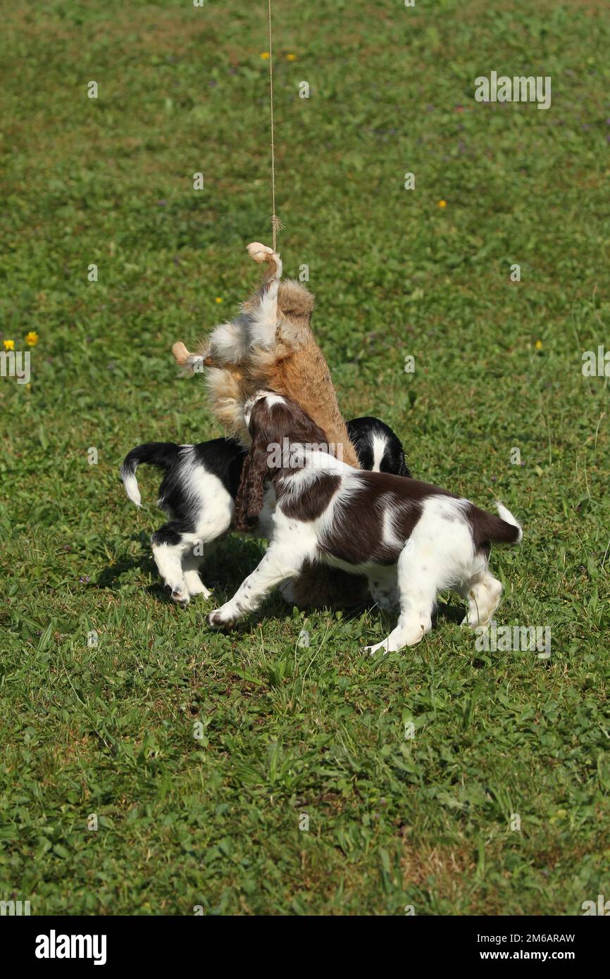 Perro de caza, Inglés Springer Spaniel, cachorros de 7 semanas de edad  jugando con una piel de liebre bronceada, Allgaeu, Baviera, Alemania  Fotografía de stock - Alamy