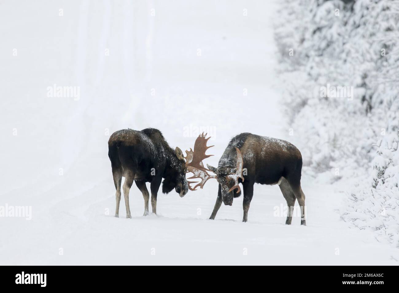 Dos alces de toro luchan en un camino de bosque nevado durante la rutina. Alces americanus Foto de stock