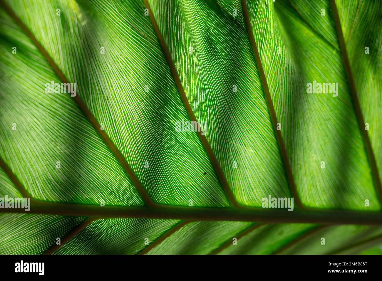 Fondo verde abstracto. Philodendron speciosum o hoja de philodendron de punta de flecha Foto de stock
