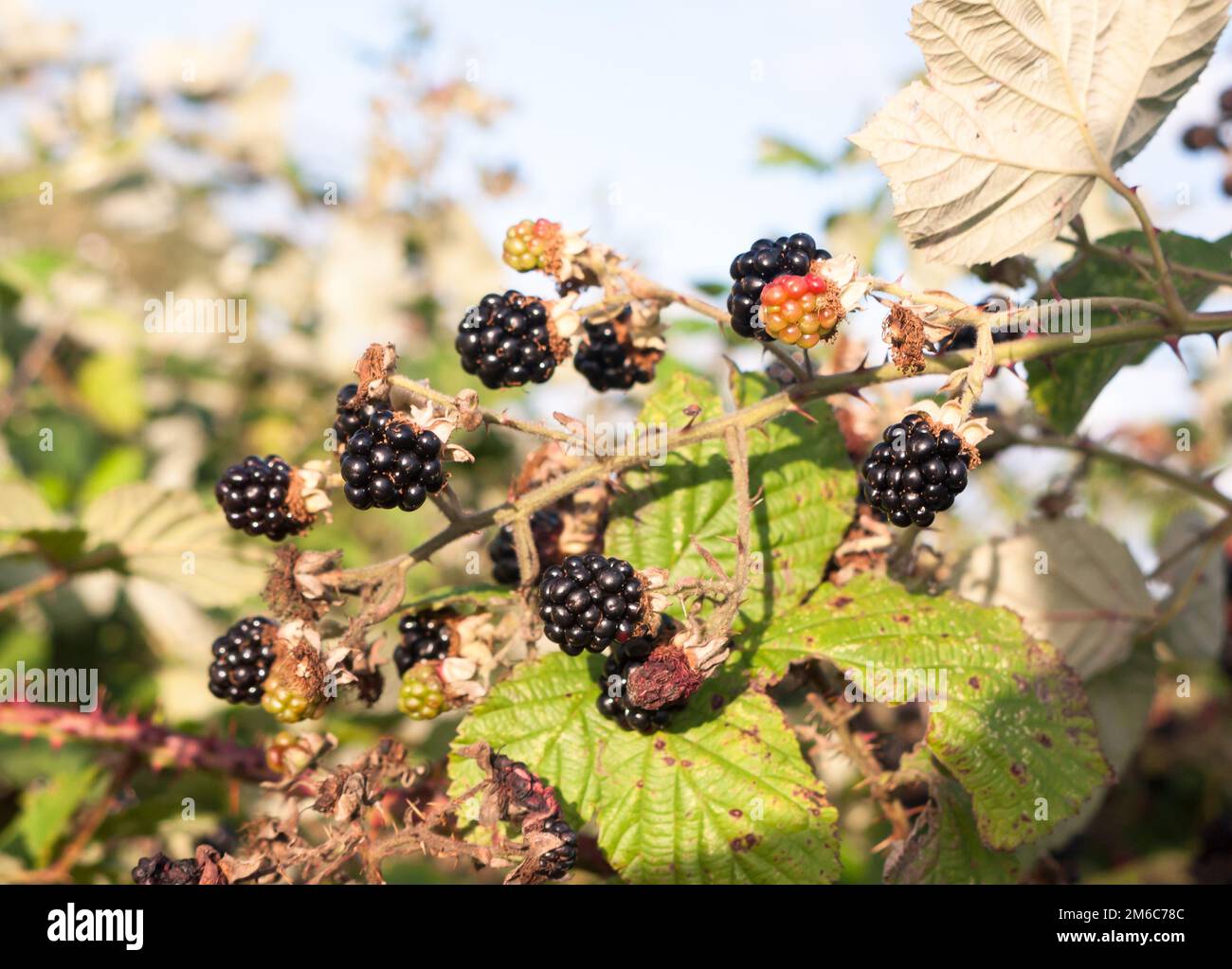 Moras negras exuberantes y maduras afuera en zarzas Foto de stock